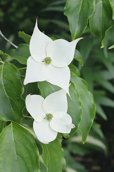 473120 - Japanese dogwood (Cornus kousa 'Milky Way')
