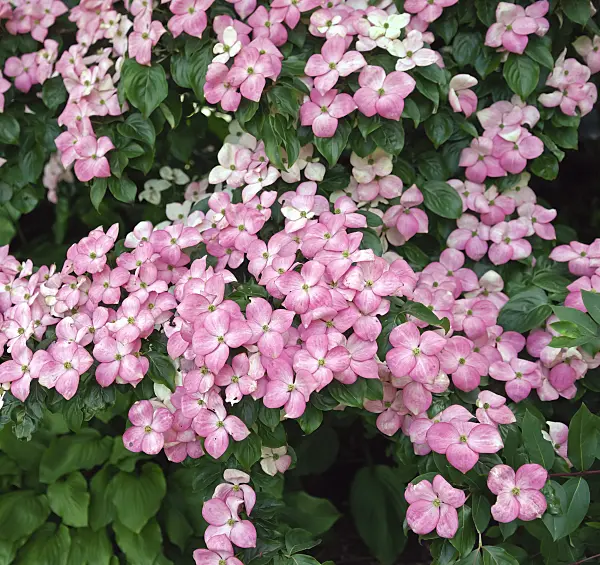 454017 - Japanese dogwood (Cornus kousa 'Satomi')