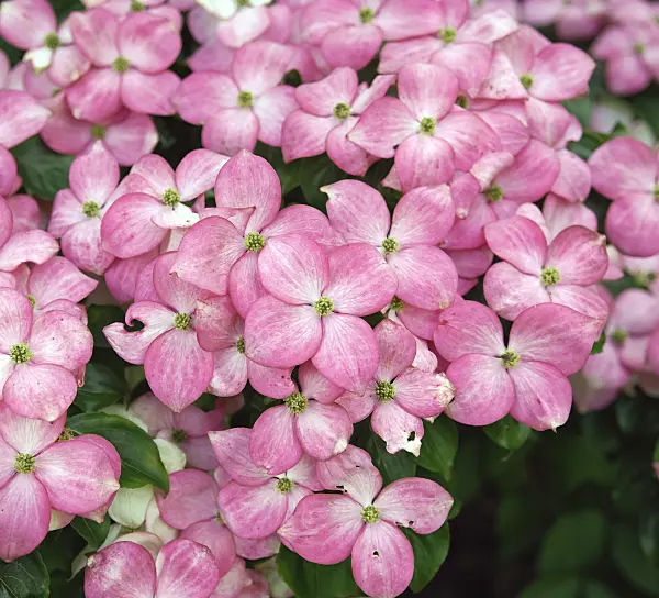 454018 - Japanese dogwood (Cornus kousa 'Satomi')