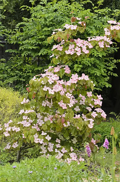 521239 - Japanese dogwood (Cornus kousa 'Satomi')