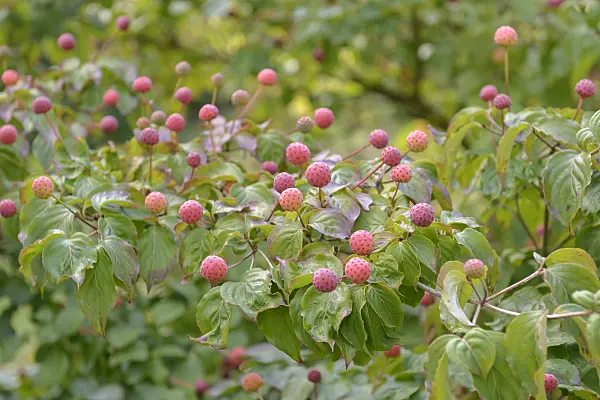 547121 - Japanese dogwood (Cornus kousa 'Satomi')