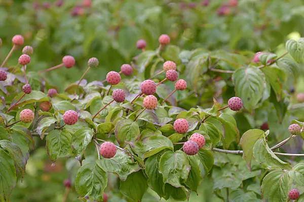 547123 - Japanese dogwood (Cornus kousa 'Satomi')