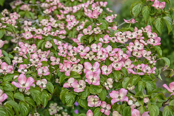 593057 - Japanese dogwood (Cornus kousa 'Satomi')