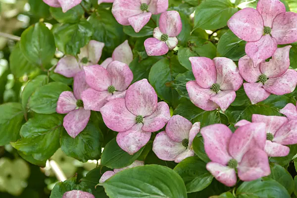 593058 - Japanese dogwood (Cornus kousa 'Satomi')