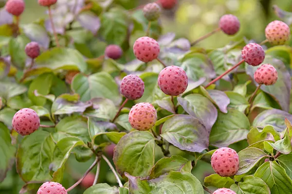 593059 - Japanese dogwood (Cornus kousa 'Satomi')