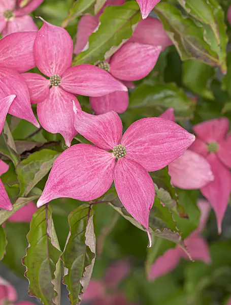 651181 - Japanese dogwood (Cornus kousa 'Scarlet Fire')