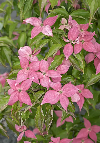651182 - Japanese dogwood (Cornus kousa 'Scarlet Fire')