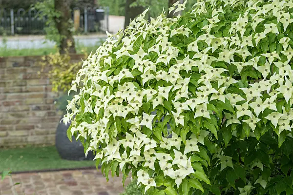 664097 - Japanese dogwood (Cornus kousa 'Schmetterling')
