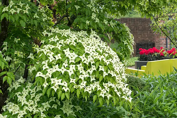 664098 - Japanese dogwood (Cornus kousa 'Schmetterling')