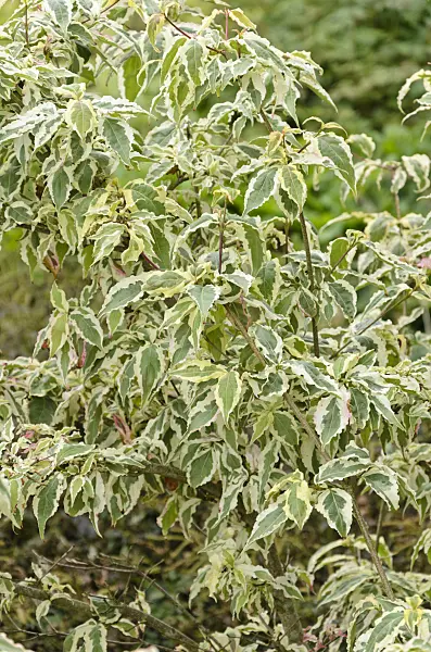 571039 - Japanese dogwood (Cornus kousa 'Silber Pheasant')