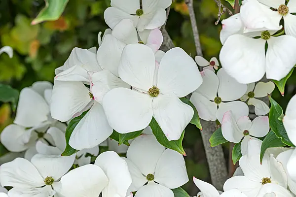 664092 - Japanese dogwood (Cornus kousa 'Venus')