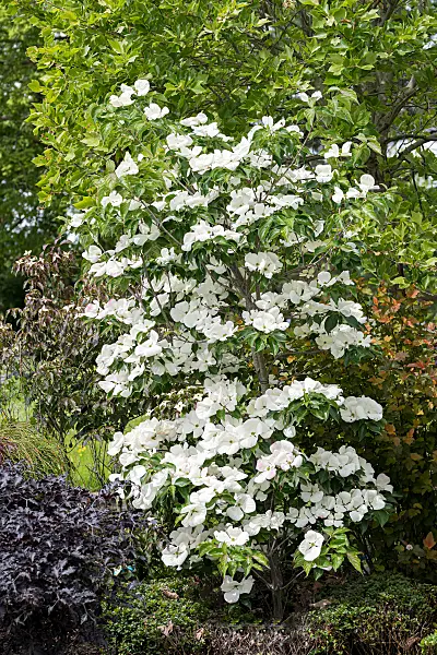 664093 - Japanese dogwood (Cornus kousa 'Venus')