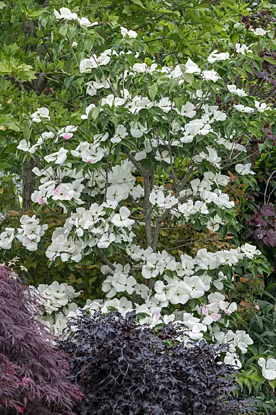 664094 - Japanese dogwood (Cornus kousa 'Venus')