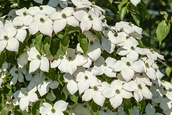 593060 - Japanese dogwood (Cornus kousa 'Wieting's Select')