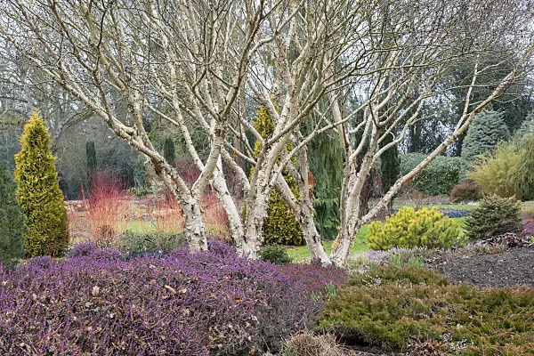 607019 - Japanese dwarf birch (Betula ermanii 'Mount Apoi' syn. Betula apoiensis)