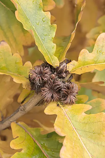 651456 - Japanese emperor oak (Quercus dentata 'Carl Ferris Miller')