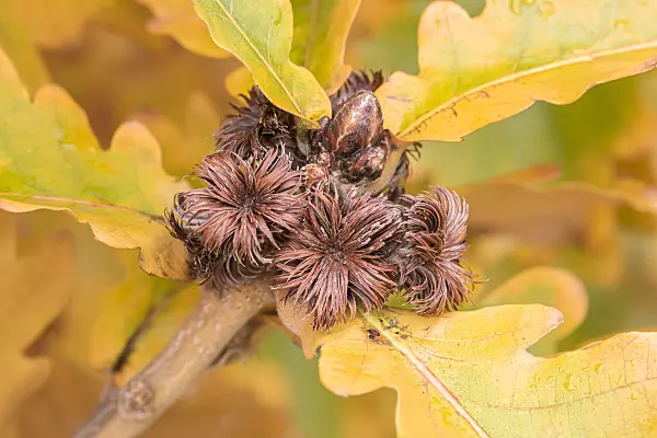 651457 - Japanese emperor oak (Quercus dentata 'Carl Ferris Miller')