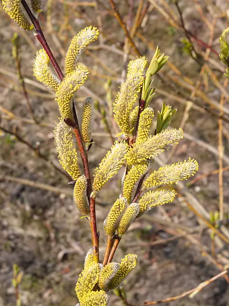 400054 - Japanese fantail willow (Salix udensis 'Sekka')