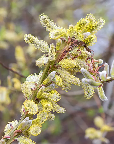 664417 - Japanese fantail willow (Salix udensis 'Sekka')