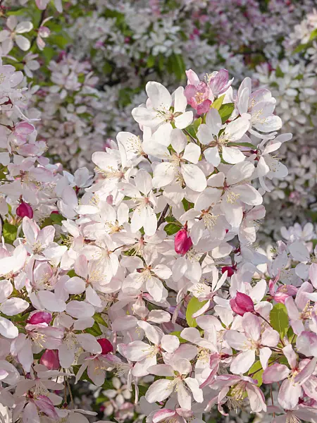 412059 - Japanese flowering crab apple (Malus floribunda)