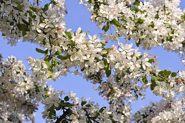 484078 - Japanese flowering crab apple (Malus floribunda)