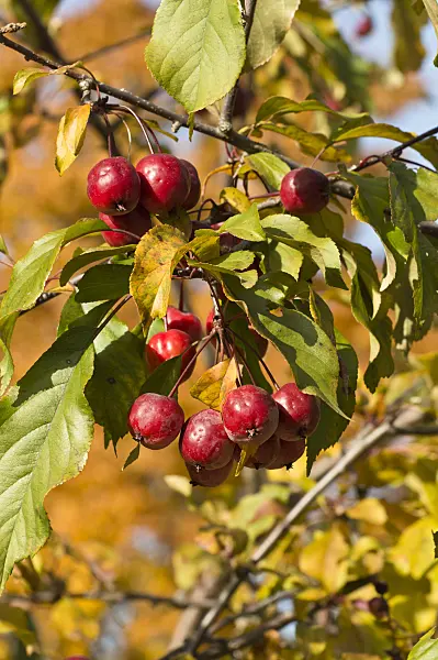 513080 - Japanese flowering crab apple (Malus floribunda)