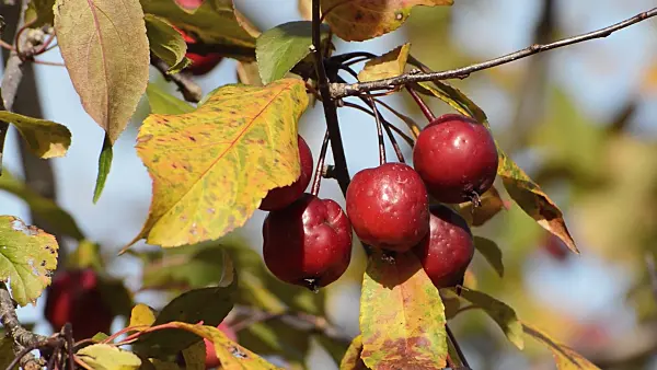 513090 - Japanese flowering crab apple (Malus floribunda)
