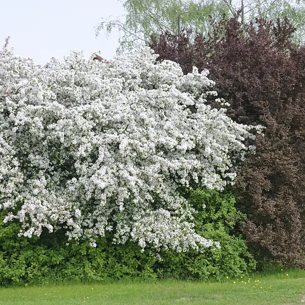 535305 - Japanese flowering crab apple (Malus floribunda)