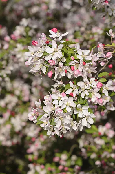 543060 - Japanese flowering crab apple (Malus floribunda)