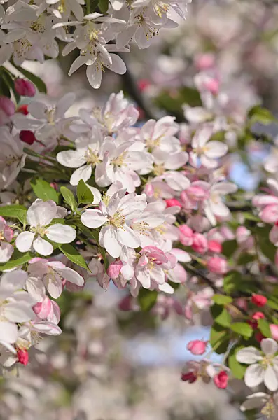 543061 - Japanese flowering crab apple (Malus floribunda)