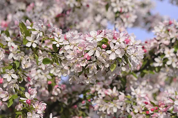 543062 - Japanese flowering crab apple (Malus floribunda)