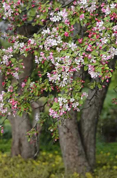 543072 - Japanese flowering crab apple (Malus floribunda)