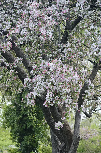 543073 - Japanese flowering crab apple (Malus floribunda)