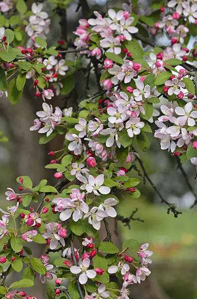 543074 - Japanese flowering crab apple (Malus floribunda)