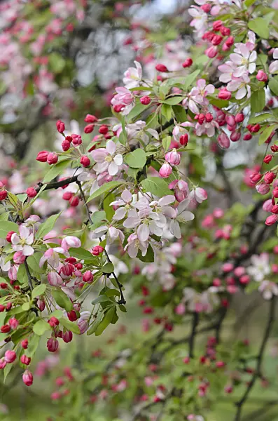543076 - Japanese flowering crab apple (Malus floribunda)