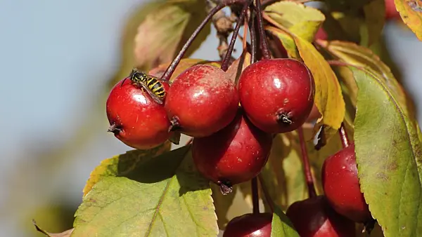 513092 - Japanese flowering crab apple (Malus floribunda) and wasp (Vespula)