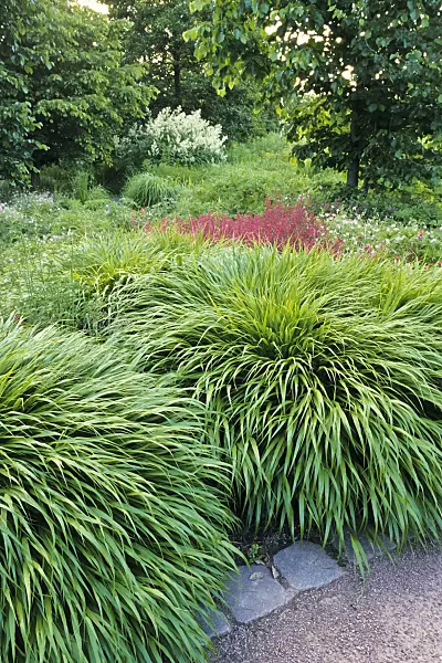 379069 - Japanese forest grass (Hakonechloa macra)