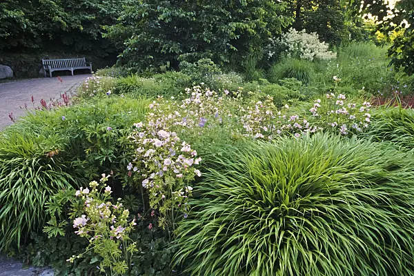 380014 - Japanese forest grass (Hakonechloa macra)