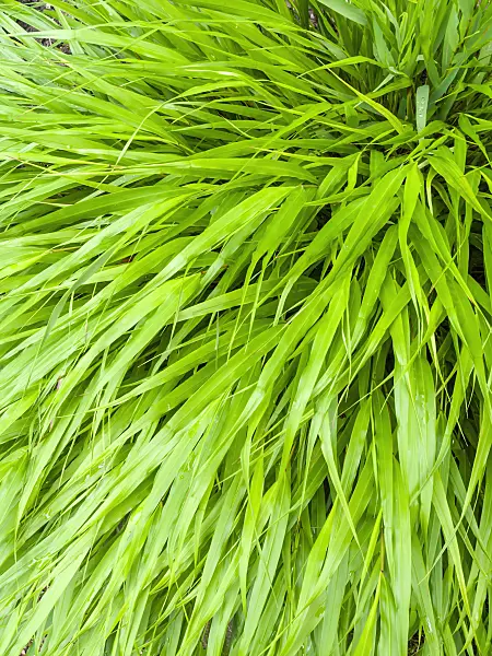 427044 - Japanese forest grass (Hakonechloa macra)
