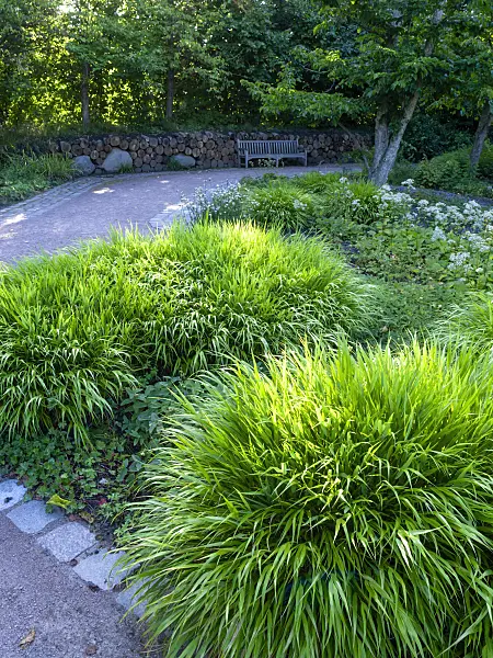 428001 - Japanese forest grass (Hakonechloa macra)