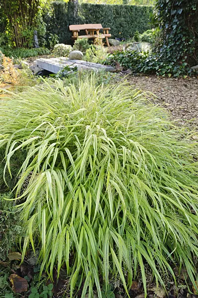 477014 - Japanese forest grass (Hakonechloa macra)