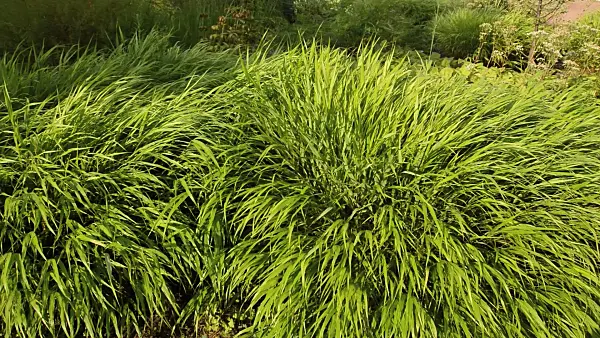 511018 - Japanese forest grass (Hakonechloa macra)