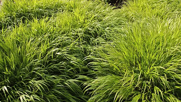 511019 - Japanese forest grass (Hakonechloa macra)