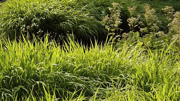 511020 - Japanese forest grass (Hakonechloa macra)