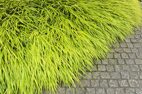 534504 - Japanese forest grass (Hakonechloa macra)