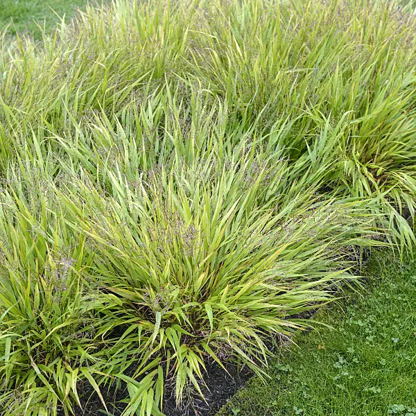 547148 - Japanese forest grass (Hakonechloa macra)