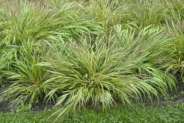 547149 - Japanese forest grass (Hakonechloa macra)