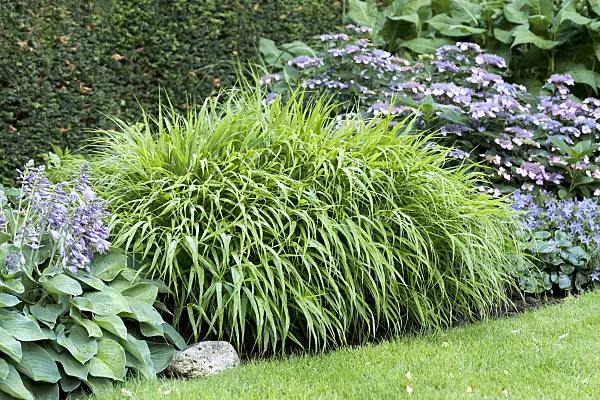 638111 - Japanese forest grass (Hakonechloa macra)