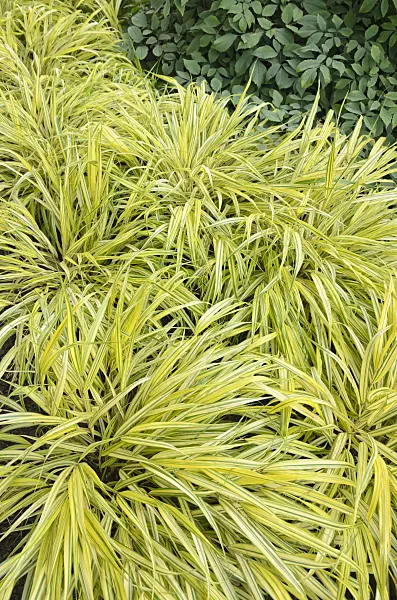 547007 - Japanese forest grass (Hakonechloa macra 'Alboaurea')
