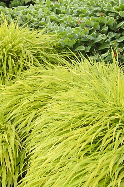 508168 - Japanese forest grass (Hakonechloa macra 'All Gold')